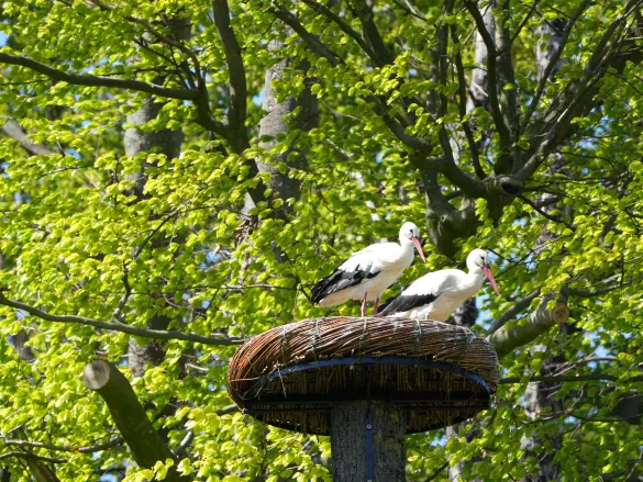 Störche