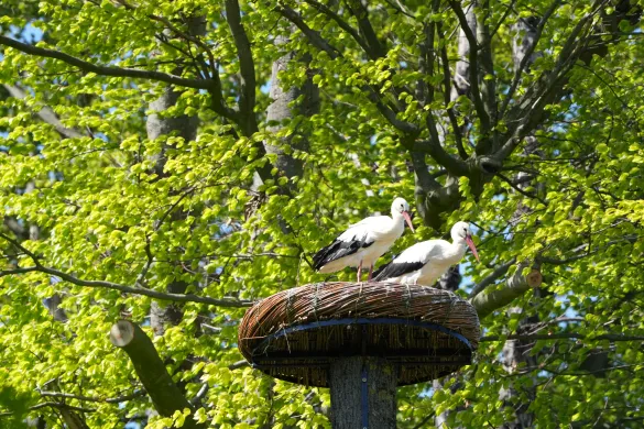 Störche